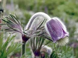 Attēlu rezultāti vaicājumam “Pulsatilla pratensis leaf”