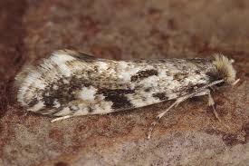 Attēlu rezultāti vaicājumam “Nemapogon cloacella”