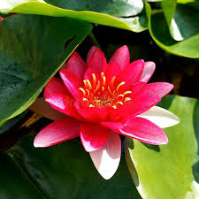 Attēlu rezultāti vaicājumam “Nymphaeaceae”