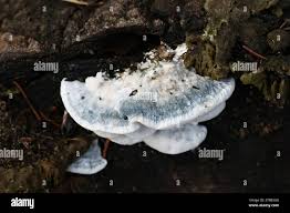 Attēlu rezultāti vaicājumam “Postia caesia”