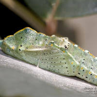 Attēlu rezultāti vaicājumam “Mamestra brassicae pupa”