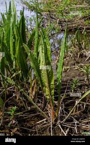 Attēlu rezultāti vaicājumam “Rumex hydrolapathum fruit”