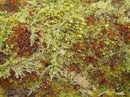 Attēlu rezultāti vaicājumam “Sciuro-hypnum curtum sporophyte”