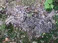 Decomposition