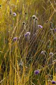 Attēlu rezultāti vaicājumam “Molinia caerulea flower”