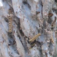 Attēlu rezultāti vaicājumam “Yponomeuta evonymella larva”