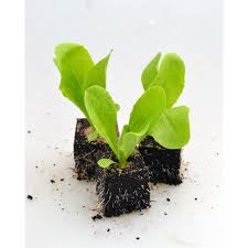 Image result for Zichorie