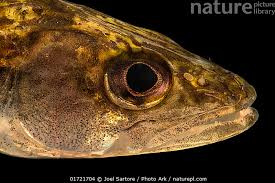 Image result for Sander vitreus