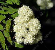 Attēlu rezultāti vaicājumam “Sorbus aucuparia flower”