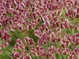 Attēlu rezultāti vaicājumam “Laserpitium latifolium leaf”