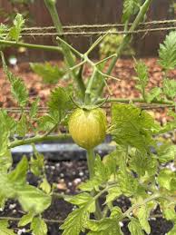 Afbeeldingsresultaat voor blushing yellow tomato