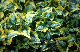 Attēlu rezultāti vaicājumam “Lamium maculatum leaf”