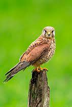 Attēlu rezultāti vaicājumam “Falco tinnunculus adult”