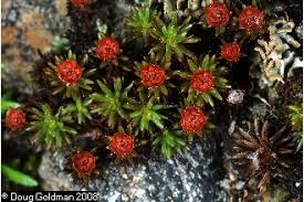 Attēlu rezultāti vaicājumam “Polytrichum piliferum”