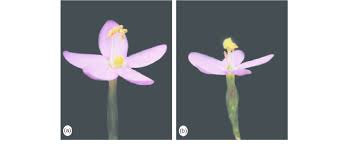 Attēlu rezultāti vaicājumam “Centaurium erythraea flower”