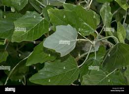 Attēlu rezultāti vaicājumam “Populus x canescens leaf”