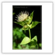 Attēlu rezultāti vaicājumam “Cirsium x rigens”