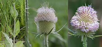 Image result for Dipsacus silvestris