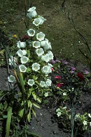 Image result for Campanula medium