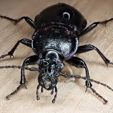 Attēlu rezultāti vaicājumam “Carabus nemoralis”