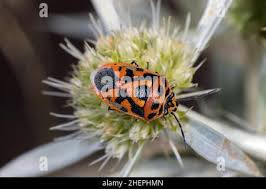 Attēlu rezultāti vaicājumam “Eurydema dominulus imago”