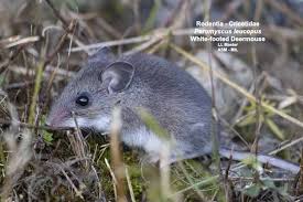 Attēlu rezultāti vaicājumam “Podostroma leucopus”