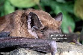 Attēlu rezultāti vaicājumam “Nyctalus noctula”