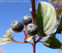 Attēlu rezultāti vaicājumam “Cornus sanguinea fruit”