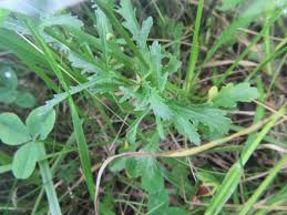 Attēlu rezultāti vaicājumam “Leucanthemum vulgare leaf”