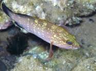 Image result for Epinephelus marginatus