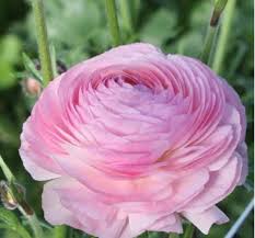 Attēlu rezultāti vaicājumam “Ranunculus elatior flower”