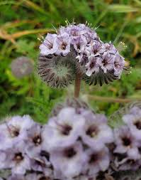 Attēlu rezultāti vaicājumam “Phacelia tanacetifolia”