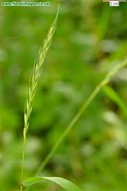 Attēlu rezultāti vaicājumam “Elymus caninus”