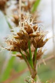 Attēlu rezultāti vaicājumam “Cladium mariscus bud”