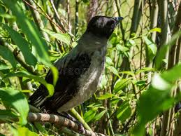 Attēlu rezultāti vaicājumam “Corvus cornix juvenile”