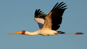 Attēlu rezultāti vaicājumam “Ciconiiformes”