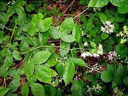 Attēlu rezultāti vaicājumam “Rubus nessensis”