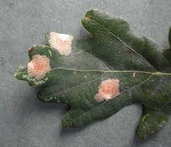 Attēlu rezultāti vaicājumam “Tischeria ekebladella”