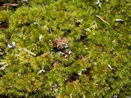 Attēlu rezultāti vaicājumam “Dicranum montanum sporophyte”