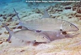 Image result for Albula vulpes