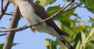 Image result for Coccyzus americanus