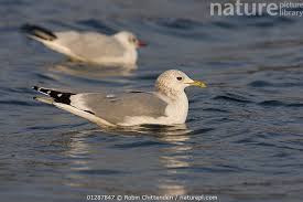 Attēlu rezultāti vaicājumam “Larus canus adult”