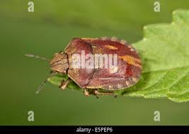 Attēlu rezultāti vaicājumam “Eurygaster testudinaria imago”