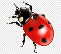 Attēlu rezultāti vaicājumam “Coccinella quinquepunctata”