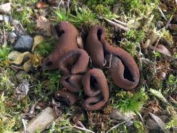 Attēlu rezultāti vaicājumam “Otidea bufonia”