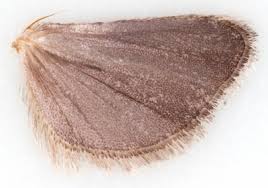 Attēlu rezultāti vaicājumam “Platytes alpinella”