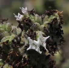 Attēlu rezultāti vaicājumam “Origanum vulgare bud”