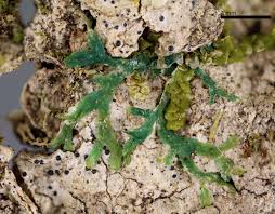 Attēlu rezultāti vaicājumam “Metzgeria violacea”