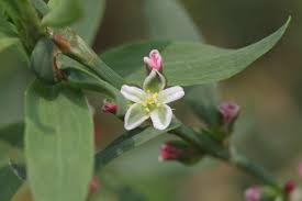 Attēlu rezultāti vaicājumam “Polygonum aviculare flower”