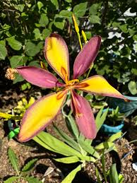 Image result for Pardancanda norrisii